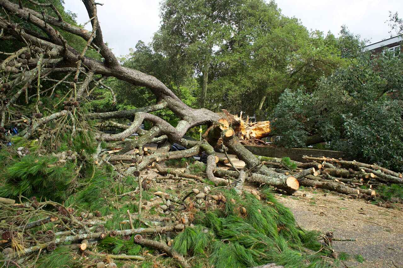 The Steps Involved in Our Tree Care Process in Maryland Heights, MO